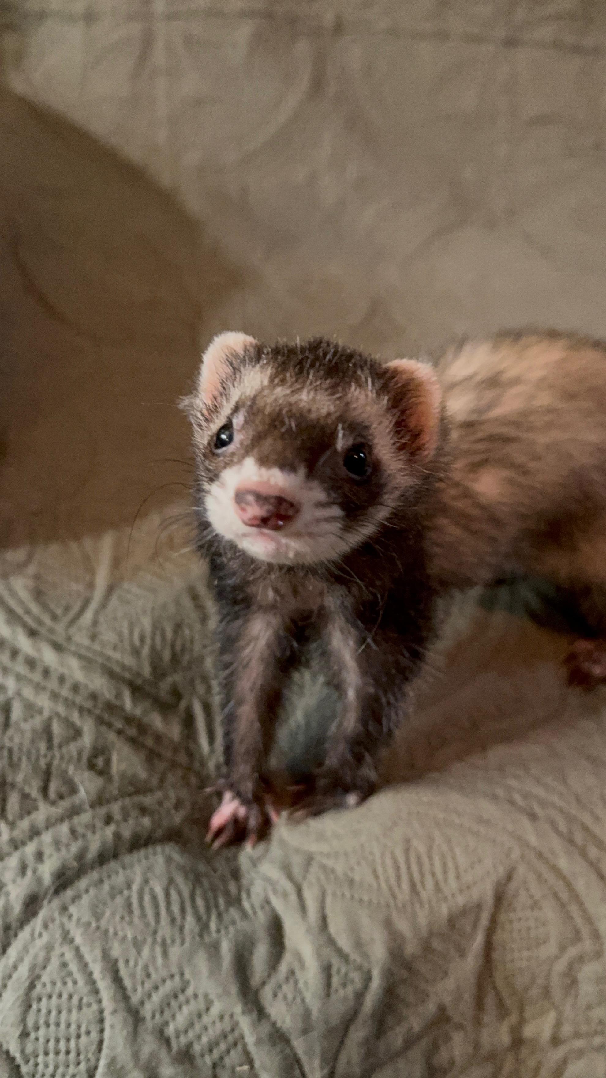 Roxanne: video!!, adopted, Senior Female Ferret.