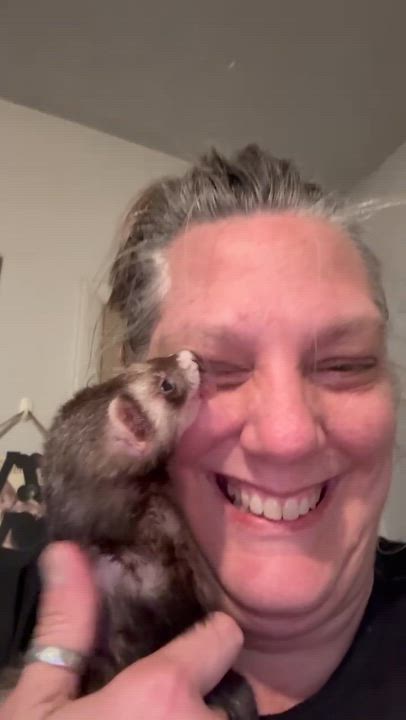 Enlarge Roxanne: video!!, an adopted Ferret in Edinburg, PA video 3/4