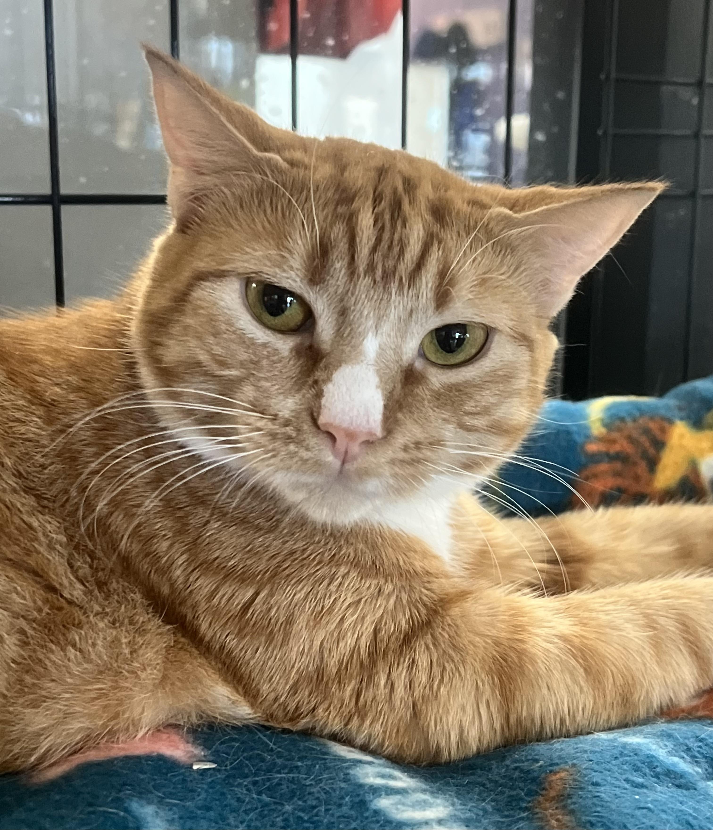 Enlarge Grace, a Adoptable Domestic Short Hair in Johnston, RI image 2/6