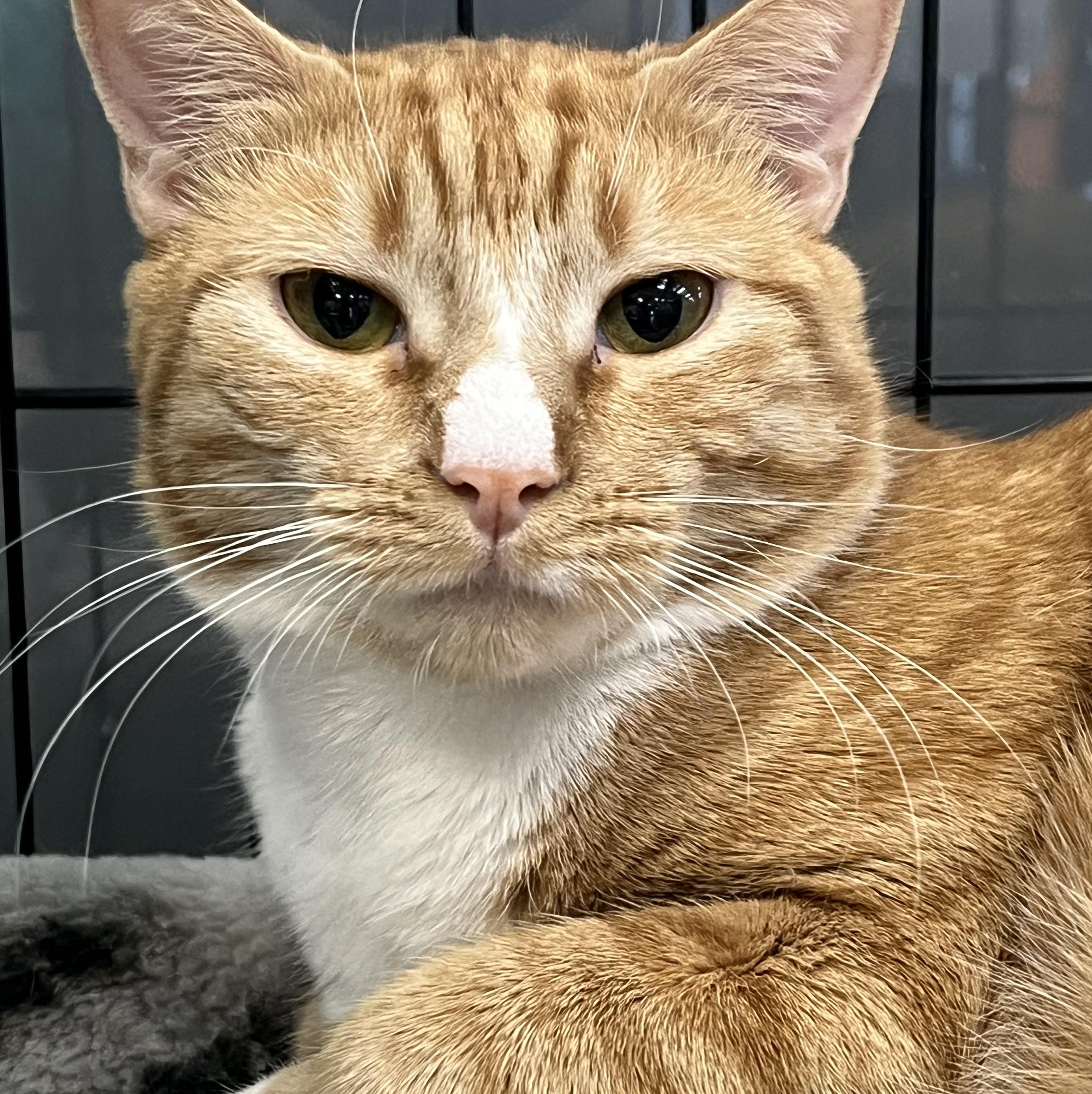 Enlarge Grace, an adopted Domestic Short Hair in Johnston, RI image 1/6