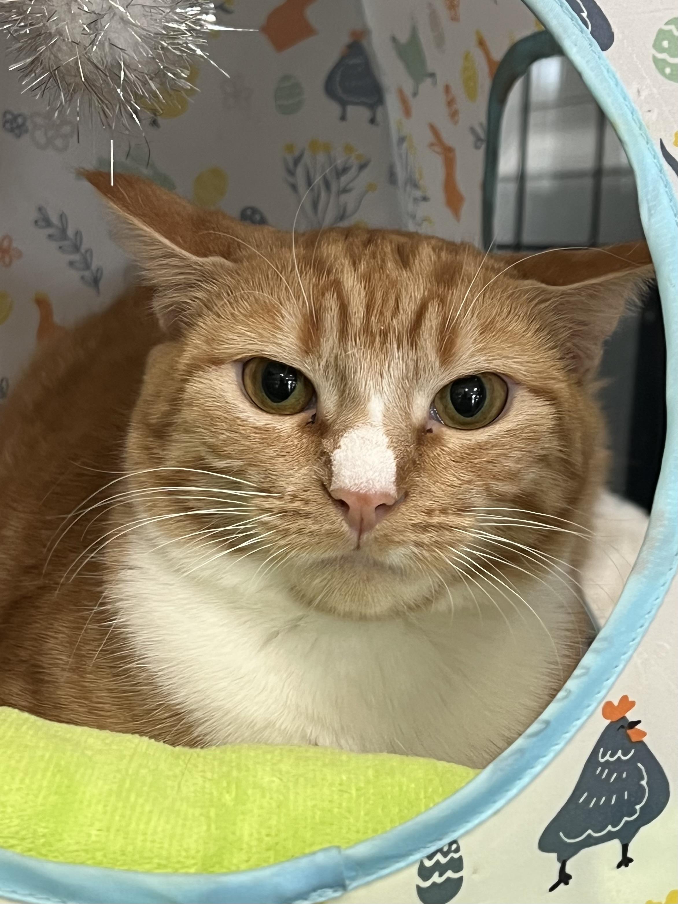 Enlarge Grace, a Adoptable Domestic Short Hair in Johnston, RI image 3/6