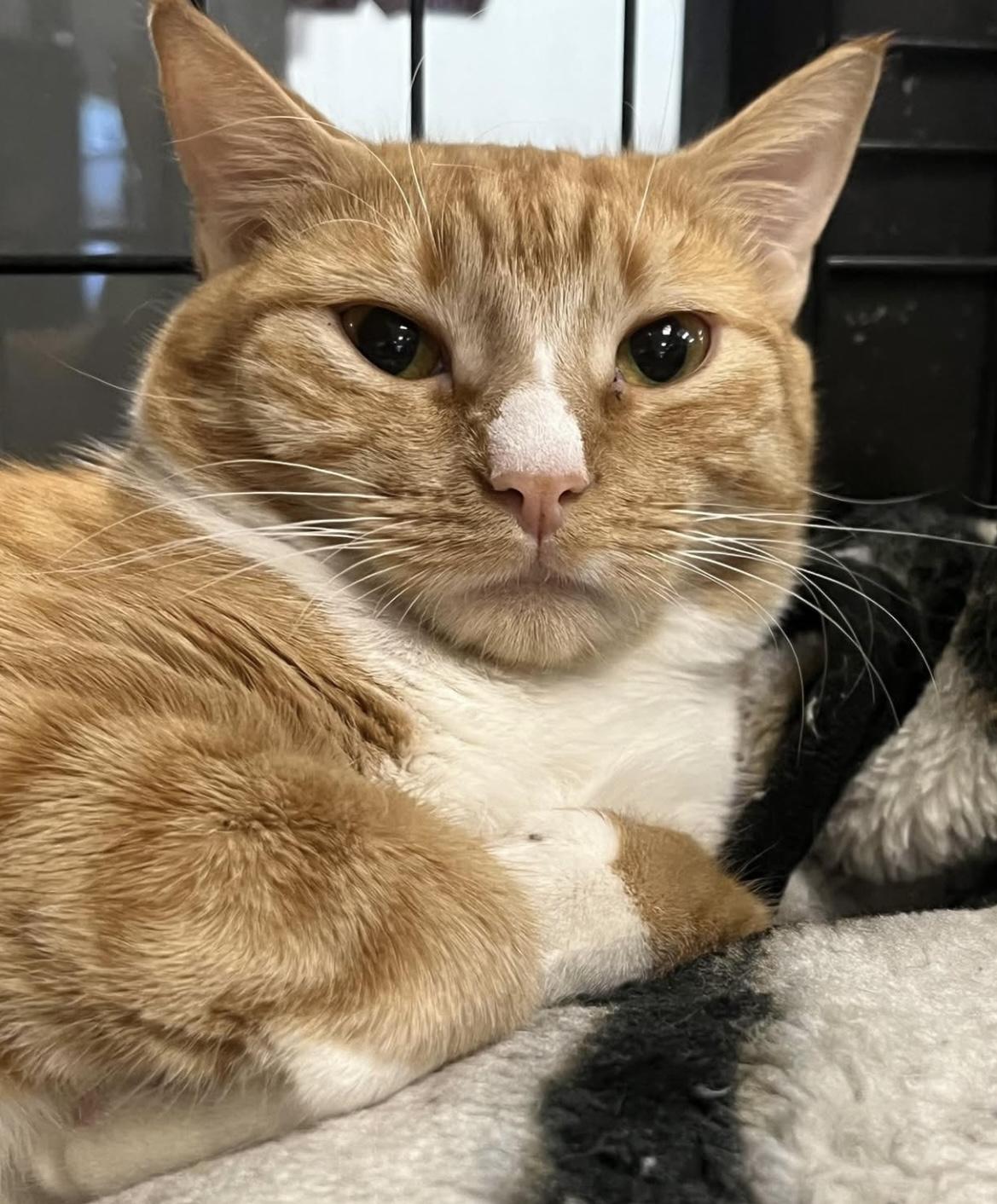 Enlarge Grace, an adopted Domestic Short Hair in Johnston, RI image 2/6