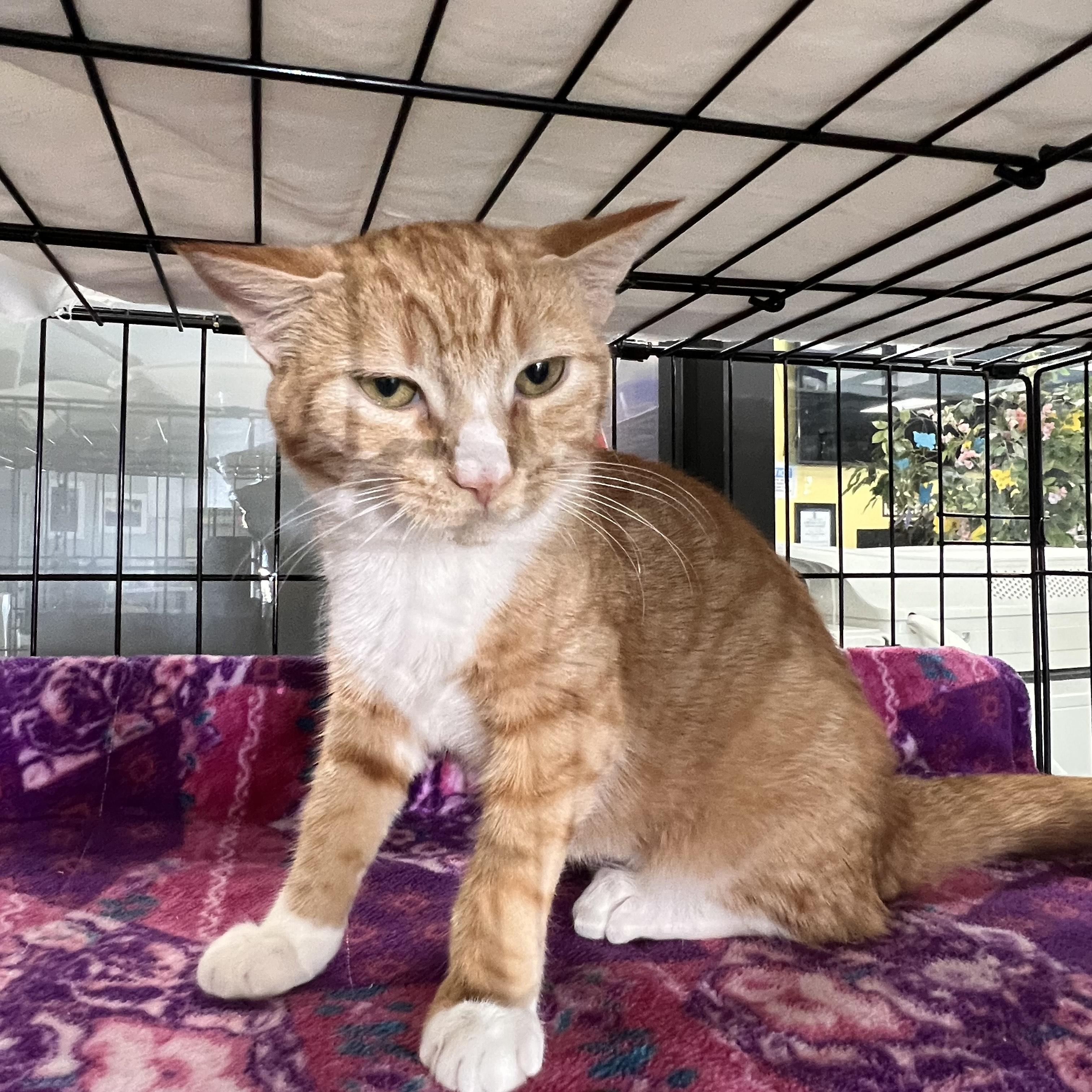 Grace, a Adoptable Domestic Short Hair in Johnston, RI image 2/3