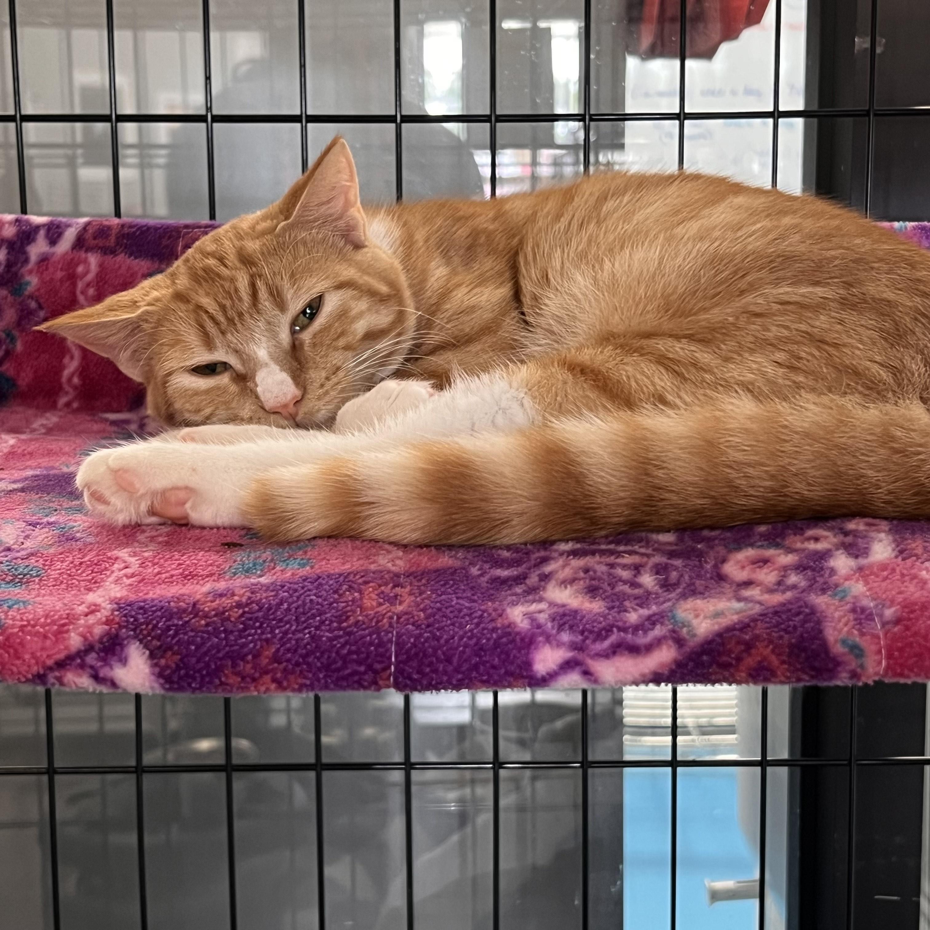 Grace, a Adoptable Domestic Short Hair in Johnston, RI image 3/3