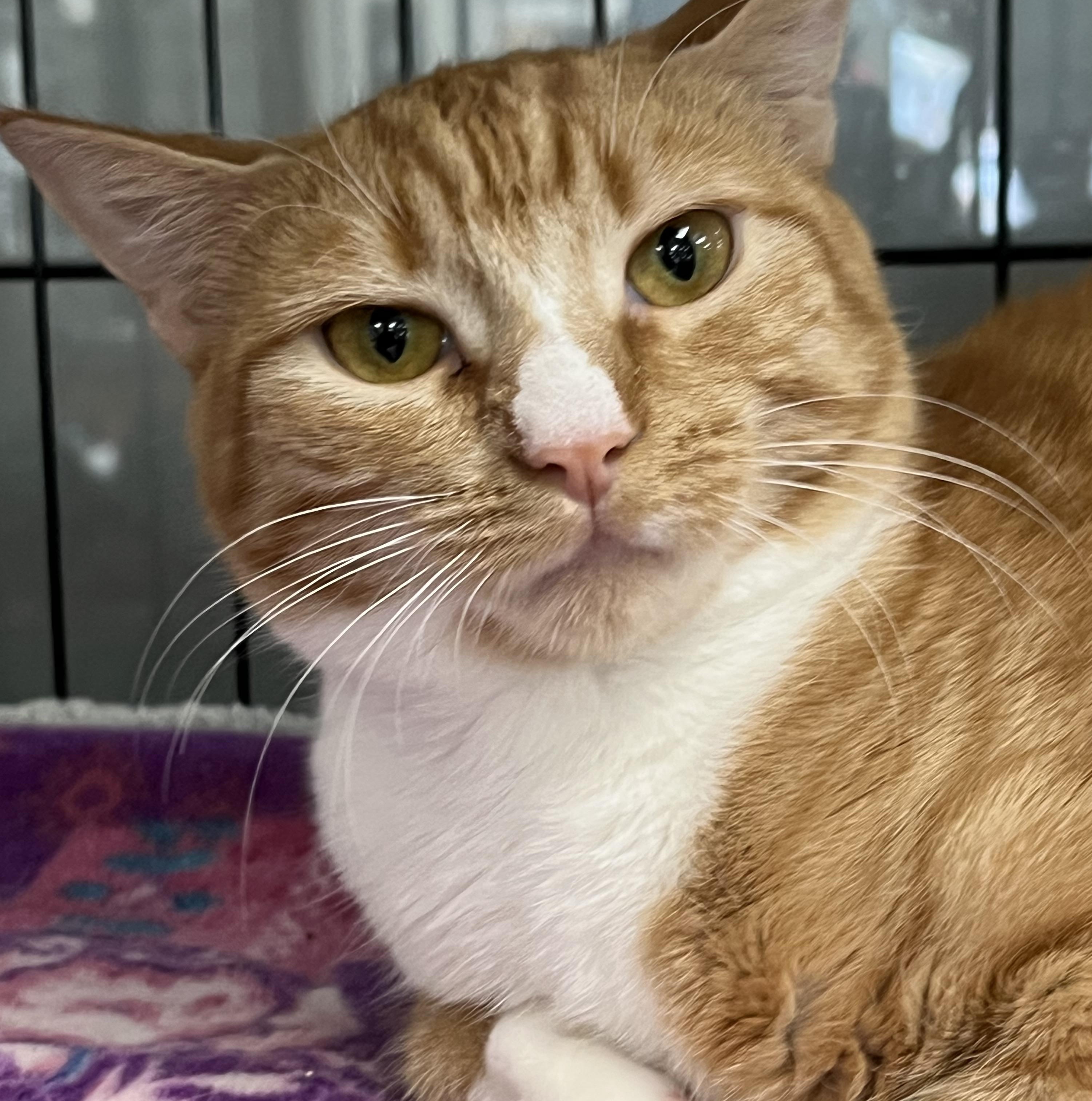 Grace, Adoptable, Young Female Domestic Short Hair.