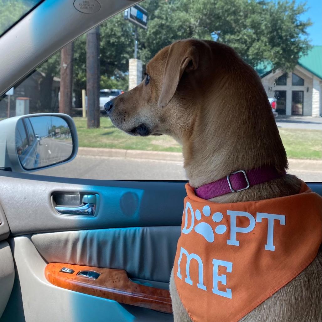Enlarge Mindy III, a Adoptable Black Mouth Cur in Mount Pleasant, TX image 1/6