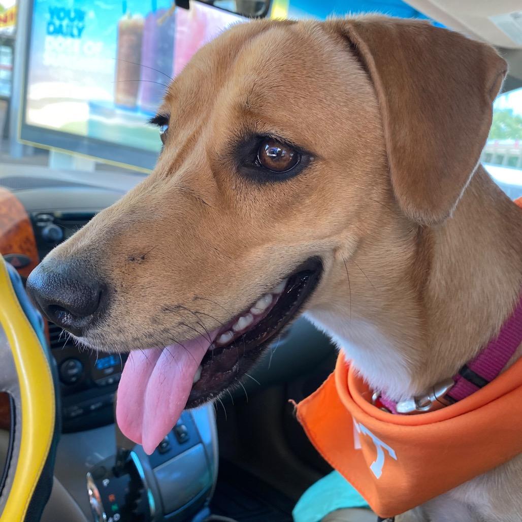 Enlarge Mindy III, a Adoptable Black Mouth Cur in Mount Pleasant, TX image 2/6