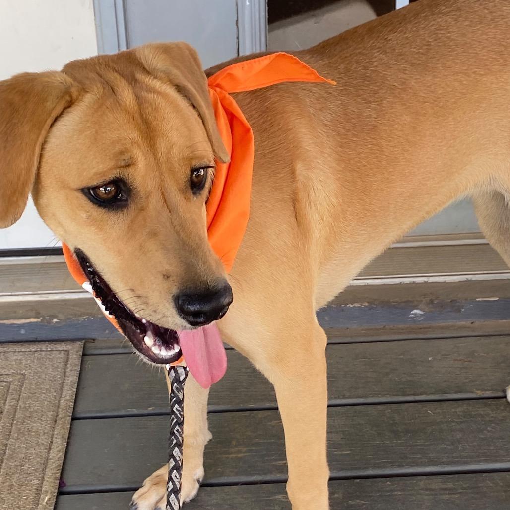 Enlarge Mindy III, a Adoptable Black Mouth Cur in Mount Pleasant, TX image 3/6