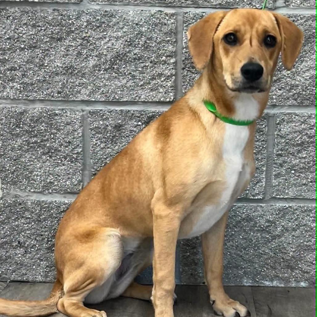 Enlarge Mindy III, a Adoptable Black Mouth Cur in Mount Pleasant, TX image 6/6