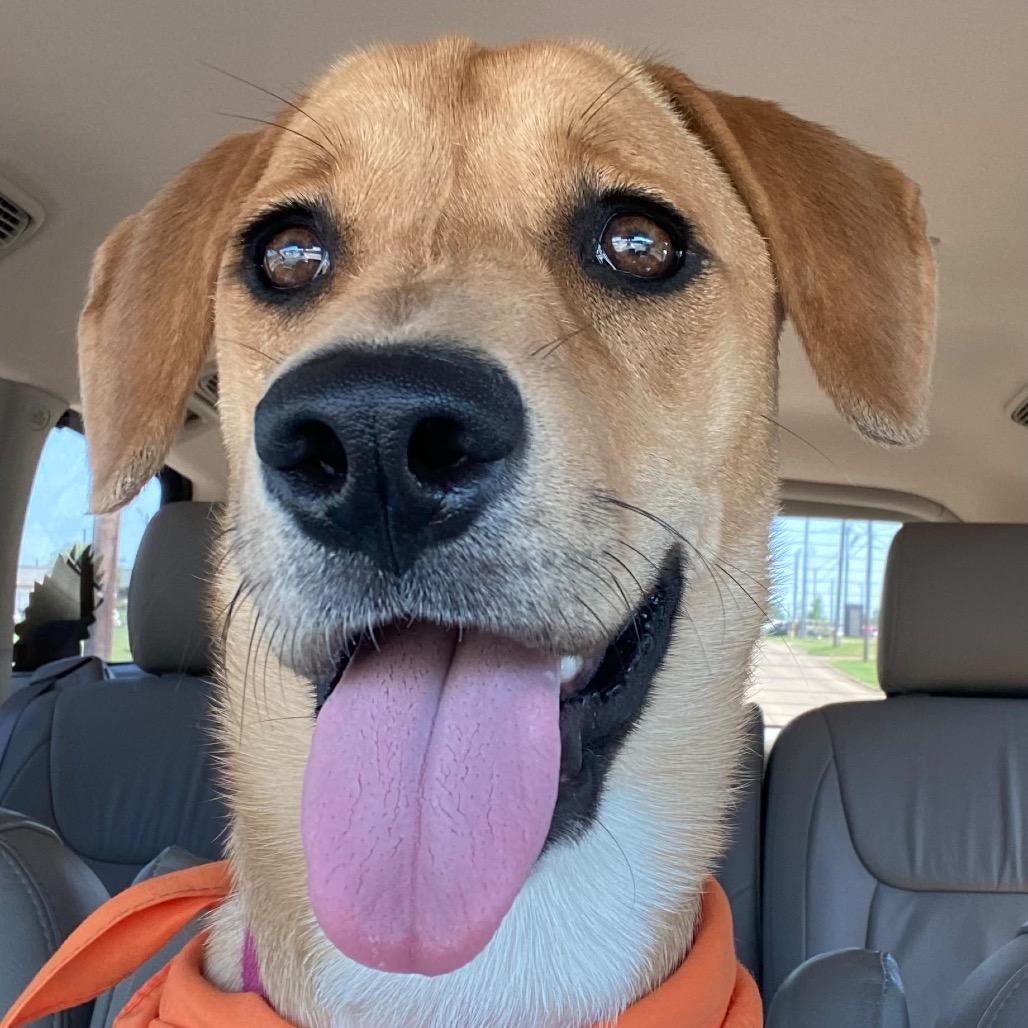 Enlarge Mindy III, a Adoptable Black Mouth Cur in Mount Pleasant, TX image 5/6