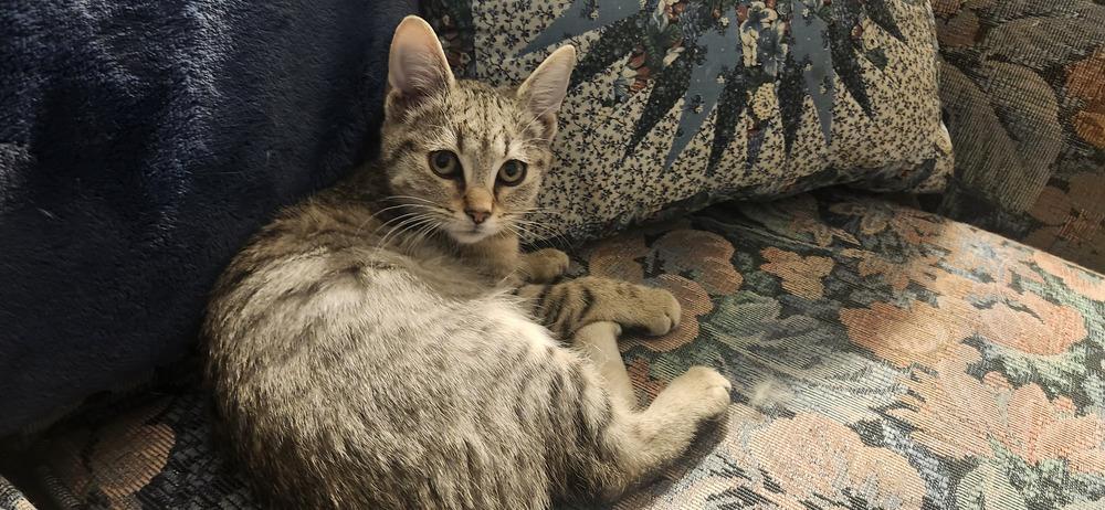 Colette, Adoptable, Kitten Female Domestic Short Hair.