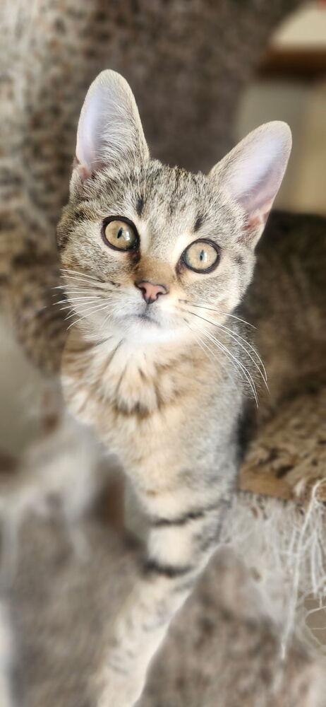 Colette, a Adoptable mixed breed in Henrico, VA image 2/4