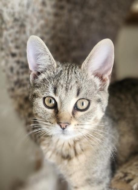 Colette, a Adoptable mixed breed in Henrico, VA image 3/4