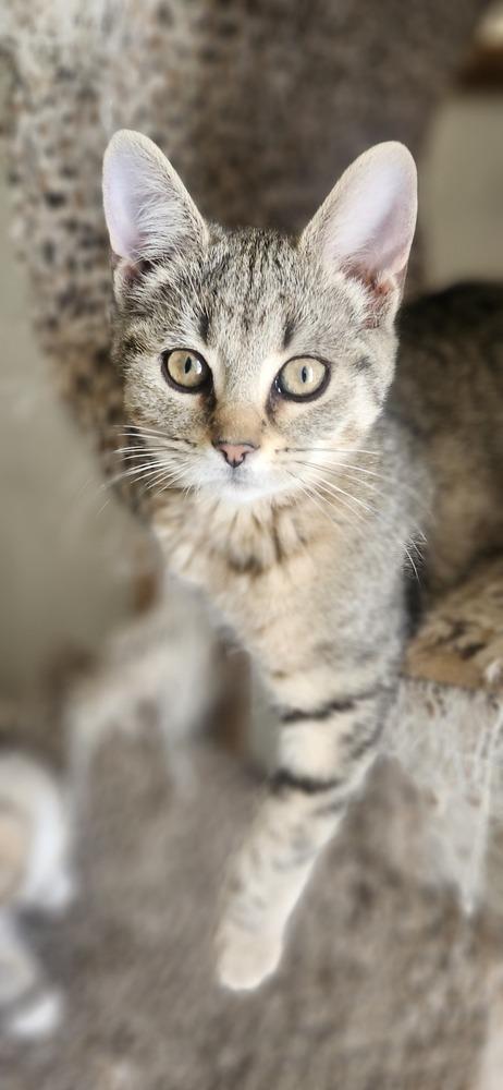 Colette, a Adoptable mixed breed in Henrico, VA image 4/4