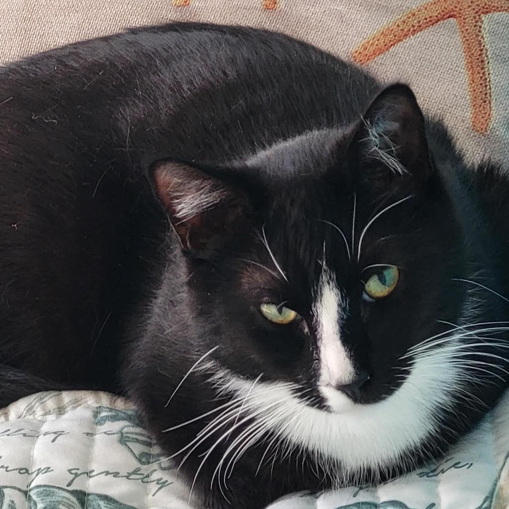 0226-59 FRA Domino, Adoptable, Young Male Domestic Short Hair.
