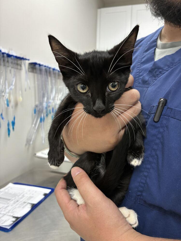 Enlarge Stargazer, a Adoptable Domestic Short Hair in Marietta, GA image 1/1