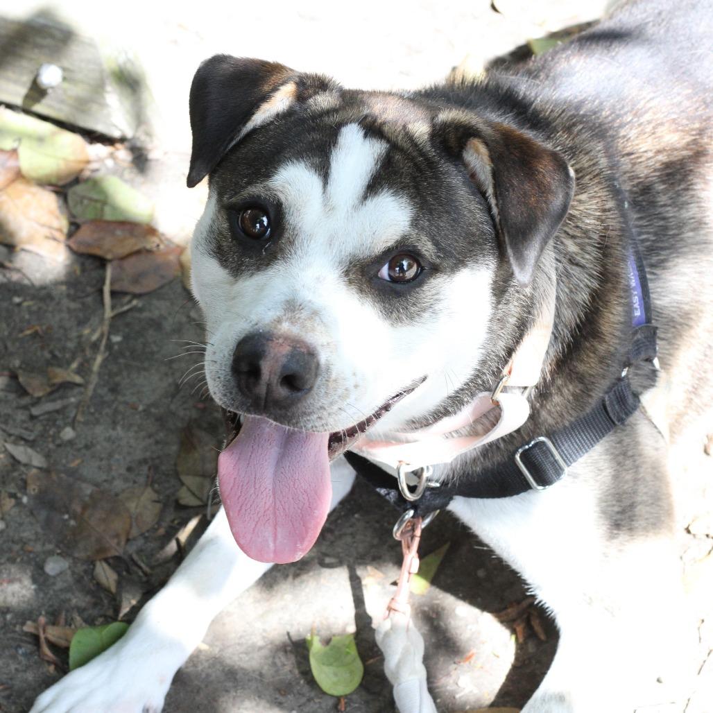 Enlarge Declan, a Adoptable German Shepherd Dog in Long Beach, CA image 2/5