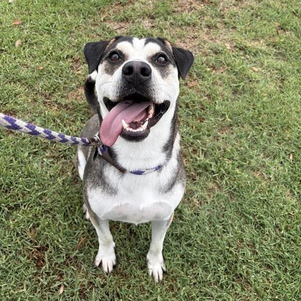 Declan, Adoptable, Adult Male German Shepherd Dog.