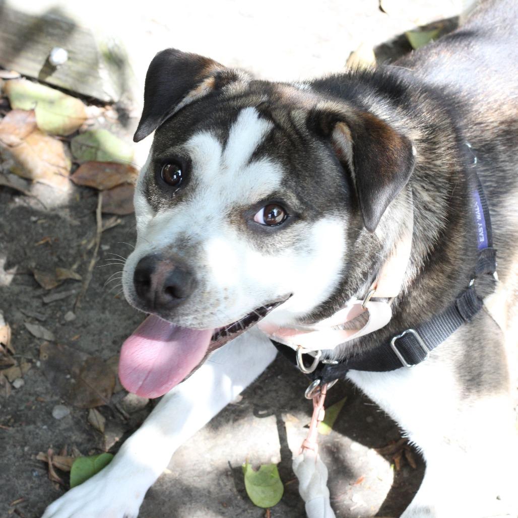Enlarge Declan, a Adoptable German Shepherd Dog in Long Beach, CA image 4/5