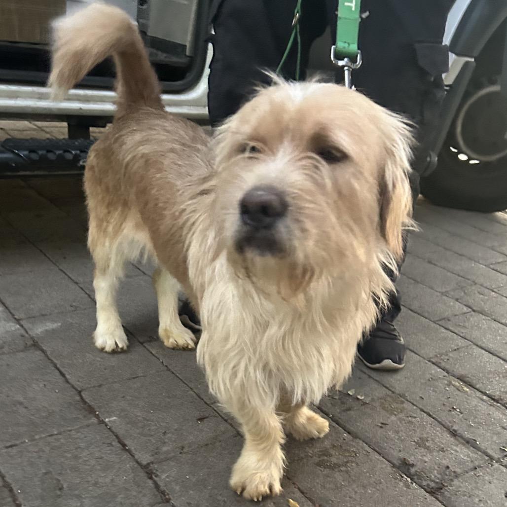 LONG JOHN, Adoptable, Adult Male Wirehaired Pointing Griffon & Petit Basset Griffon Vendeen.