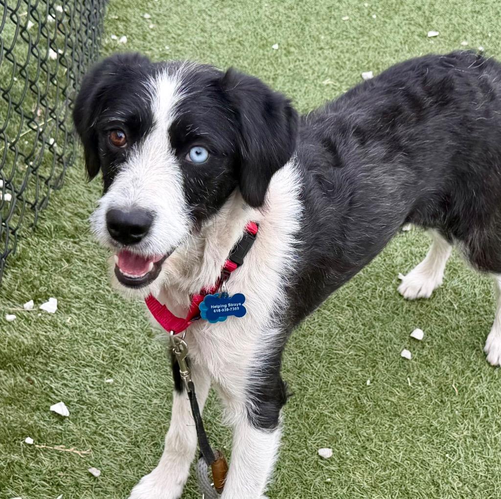 Charlene, Adoptable, Young Female Poodle.
