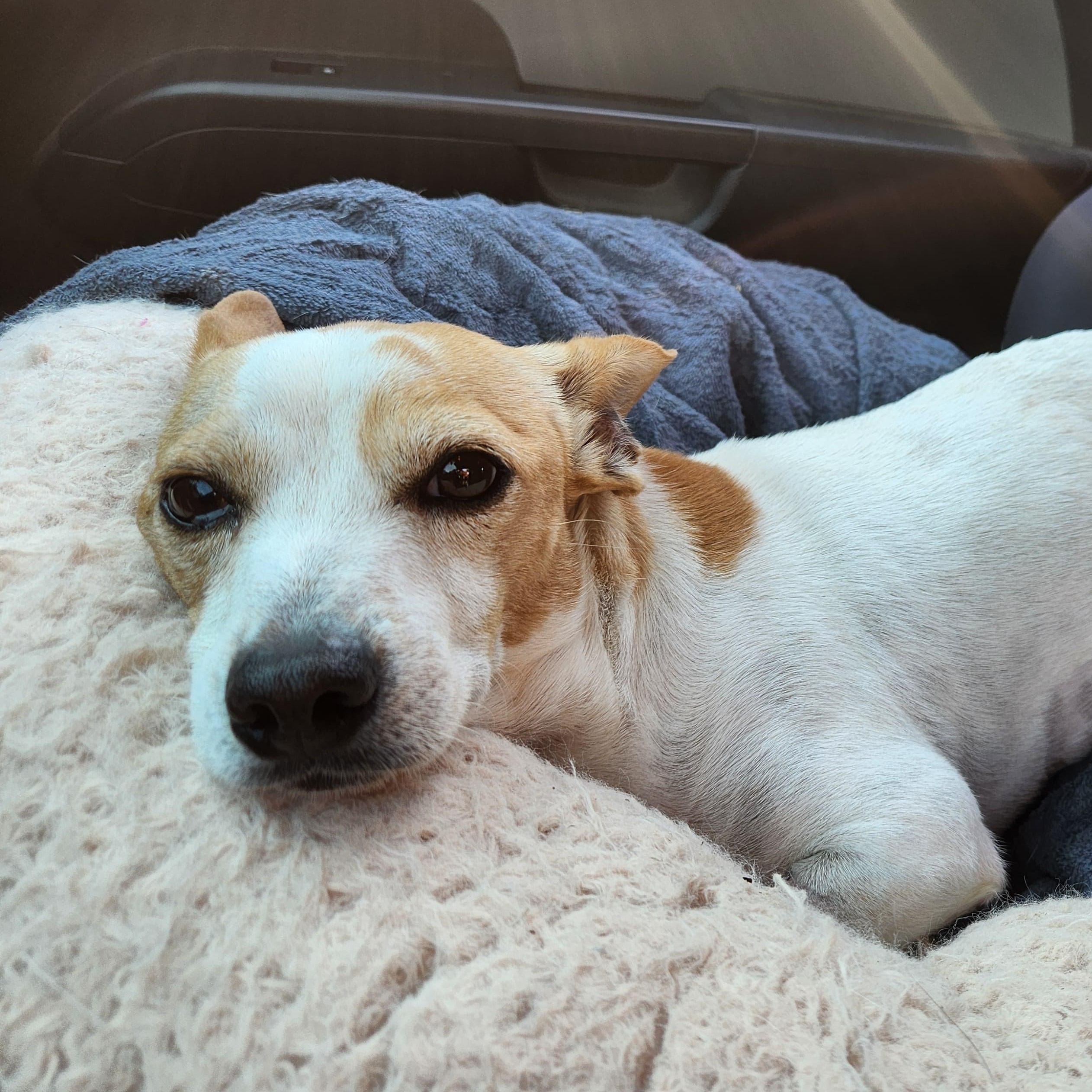 TJ, Adoptable, Adult Male Rat Terrier.