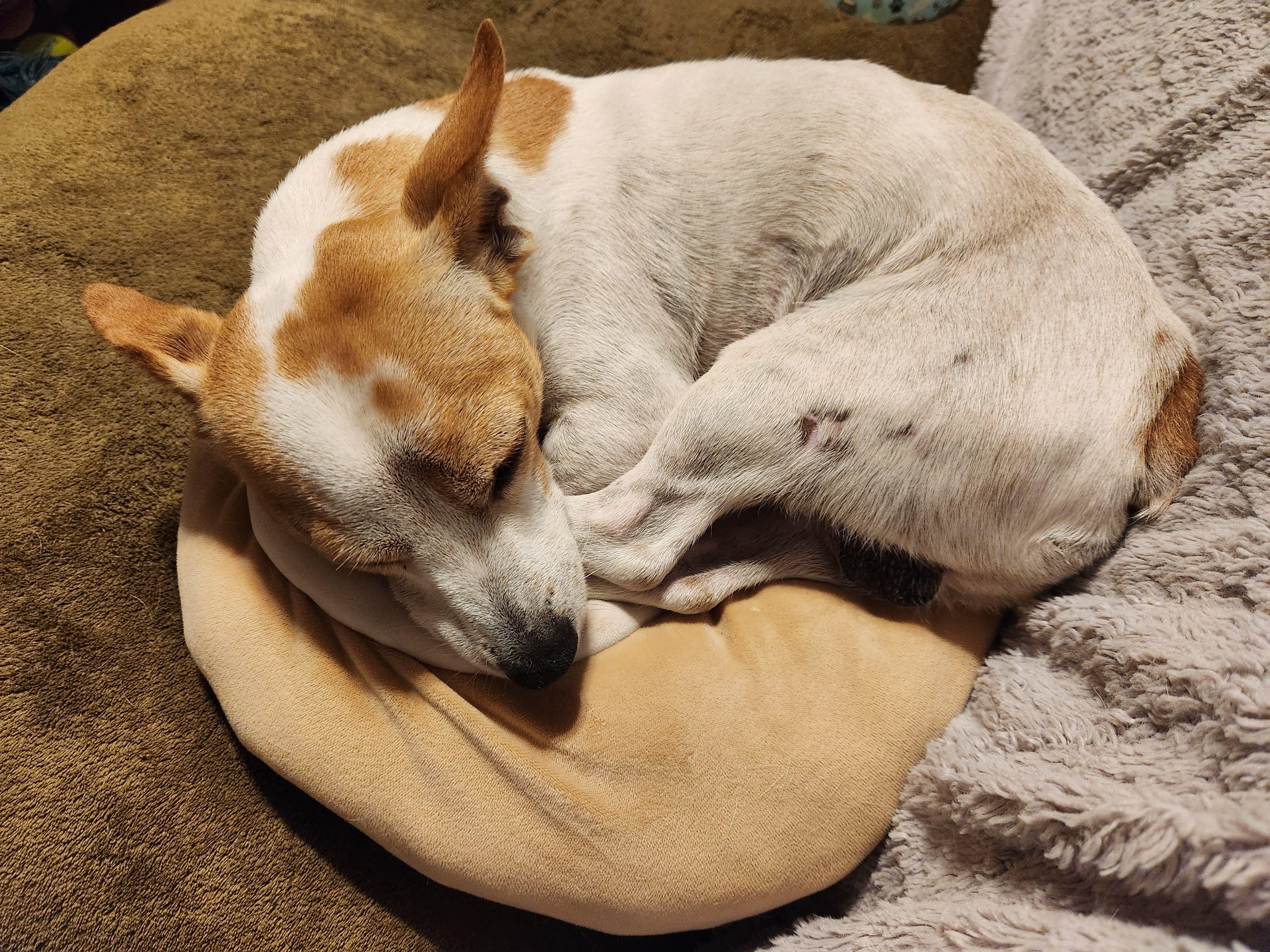 Enlarge TJ, a Adoptable mixed breed in Marble Falls, TX image 2/3