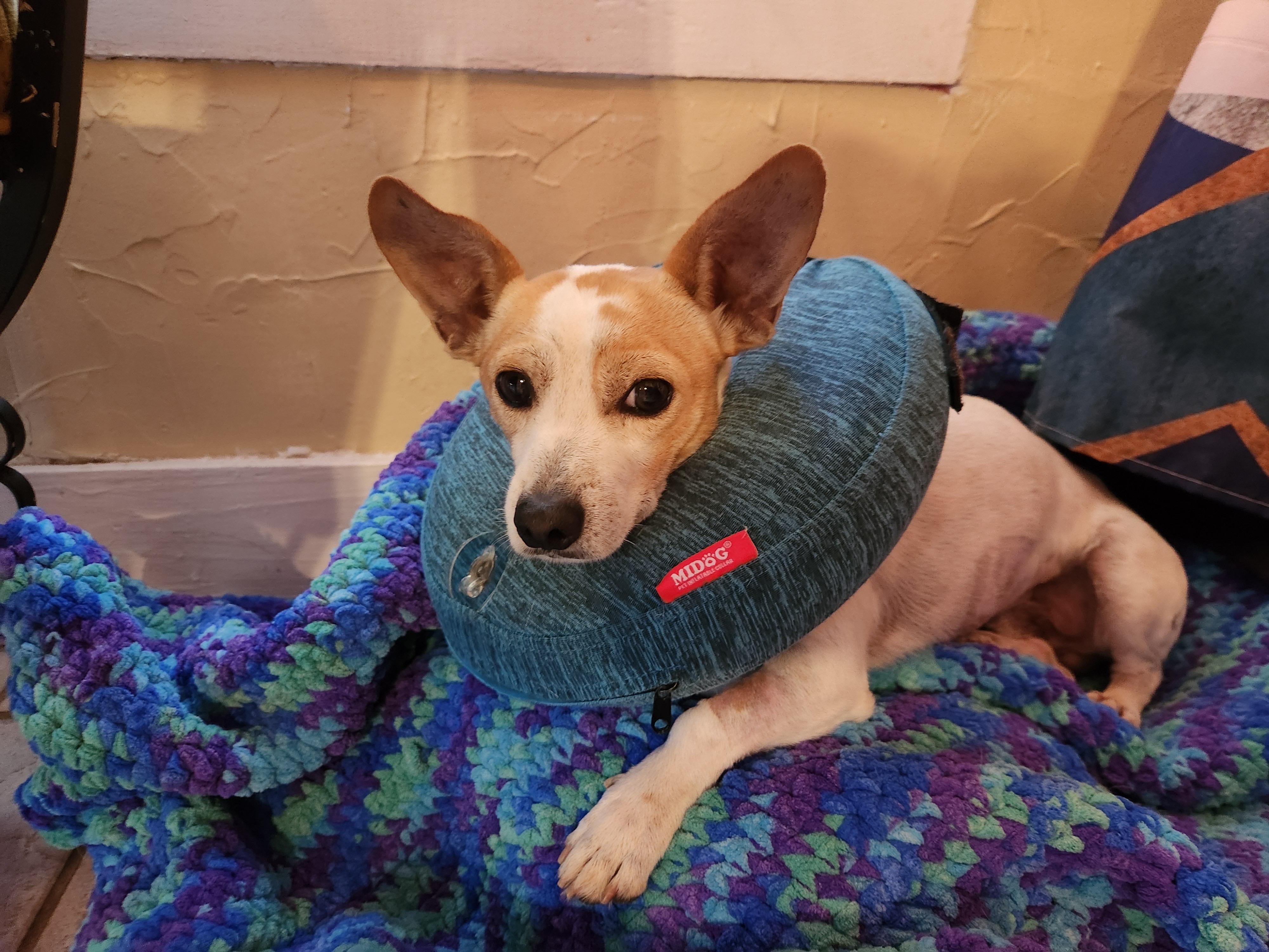 Enlarge TJ, a Adoptable mixed breed in Marble Falls, TX image 3/3