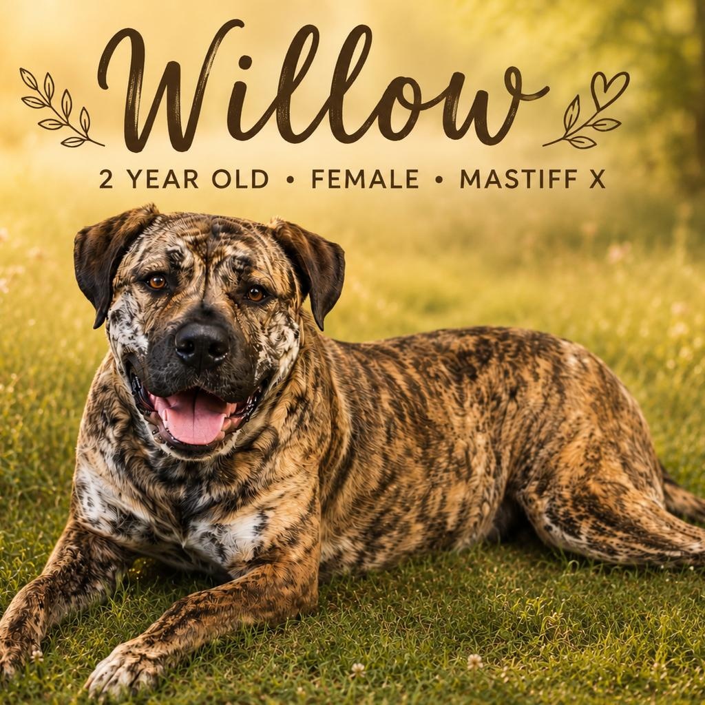 Enlarge Willow, an adoptable Presa Canario in Caledon, ON image 2/6