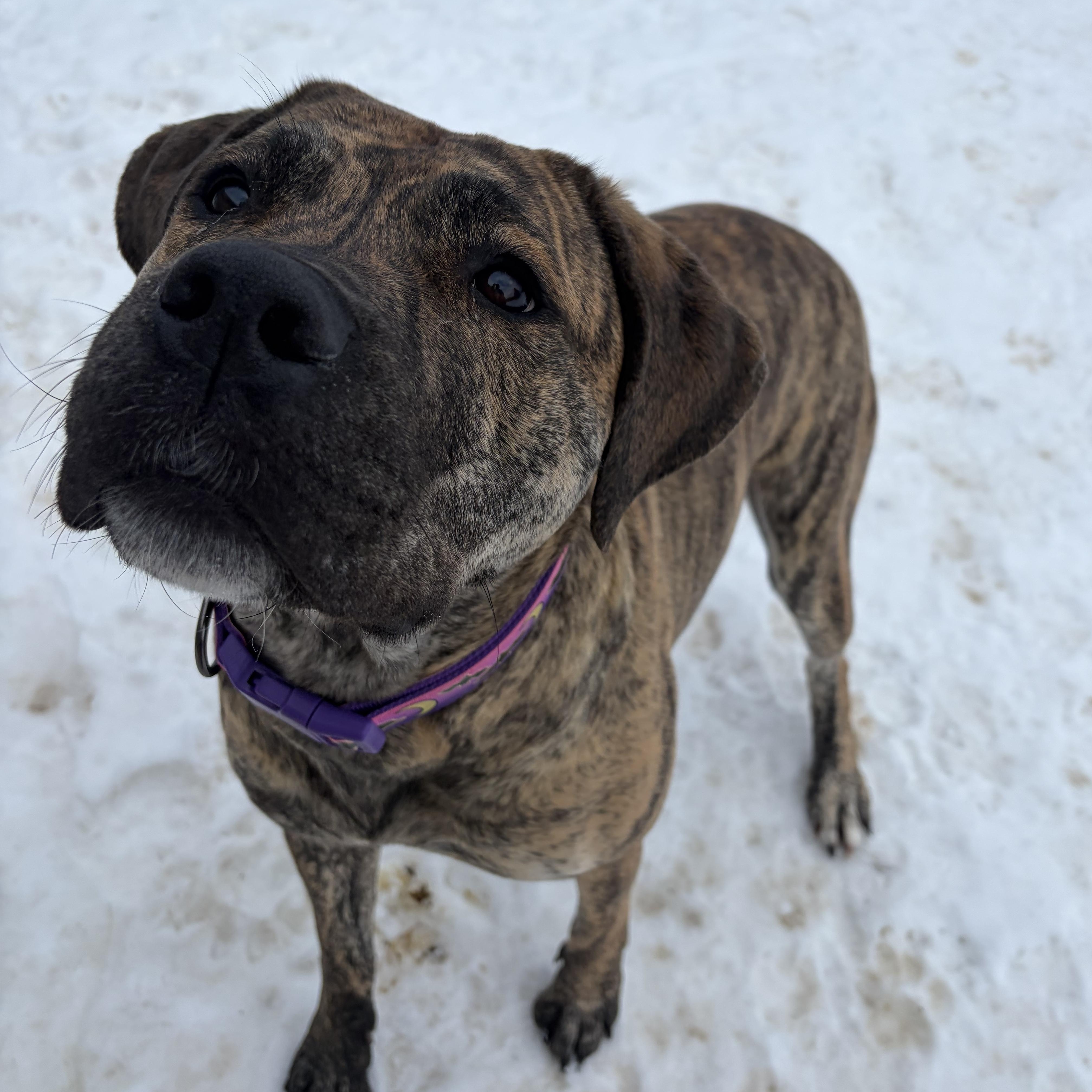 Enlarge Willow, a Adoptable Presa Canario in Caledon, ON image 5/6