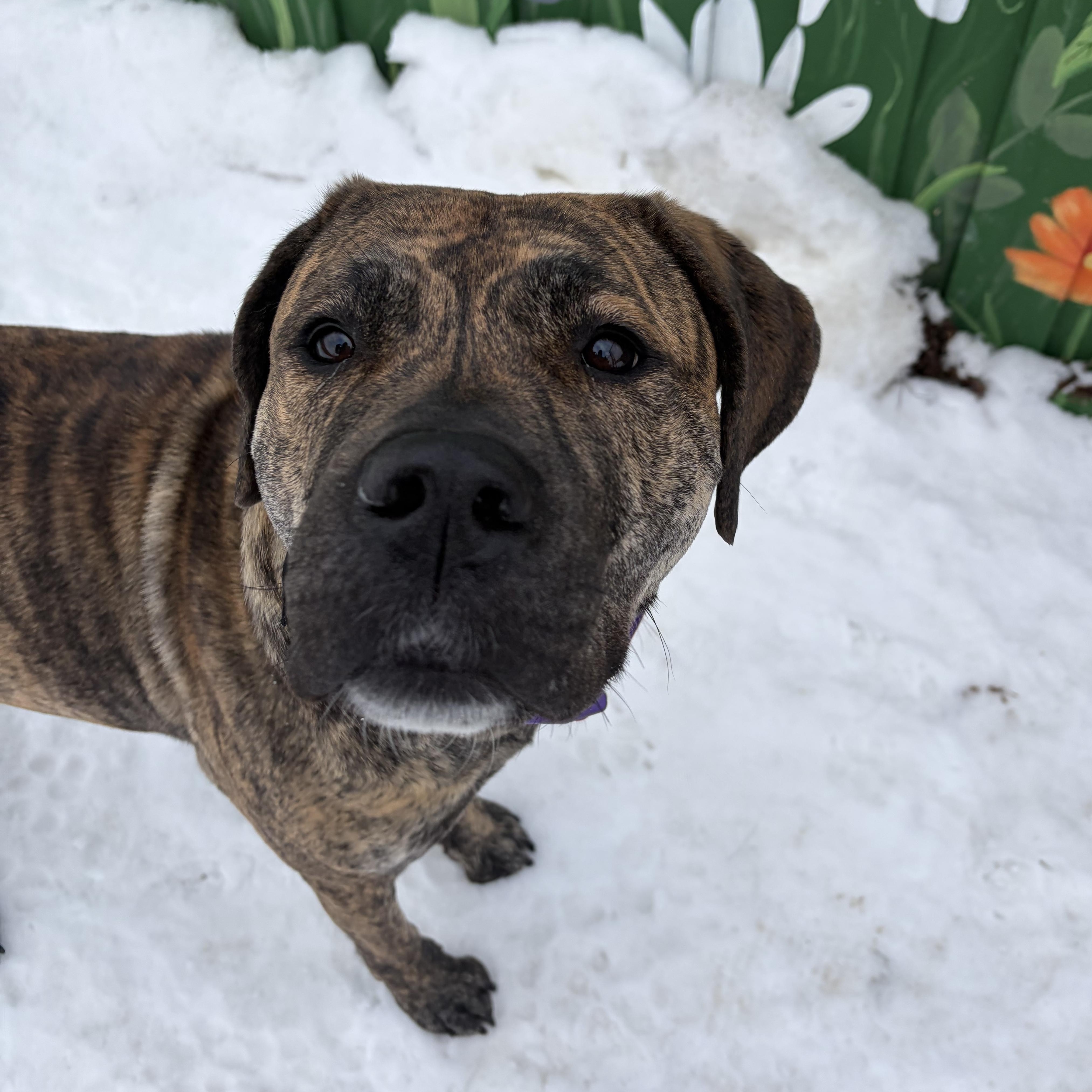 Enlarge Willow, a Adoptable Presa Canario in Caledon, ON image 6/6