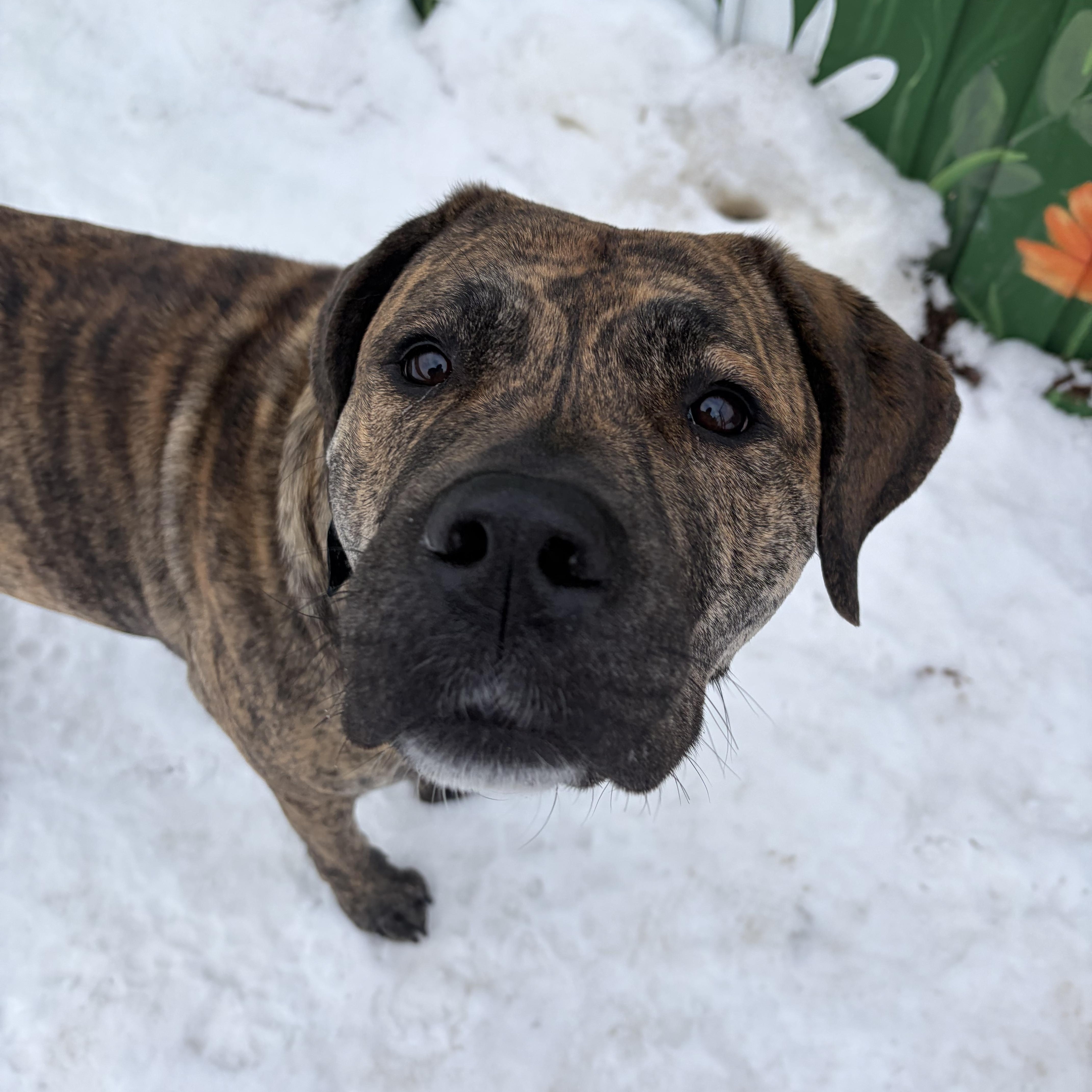 Willow, Adoptable, Adult Female Presa Canario.