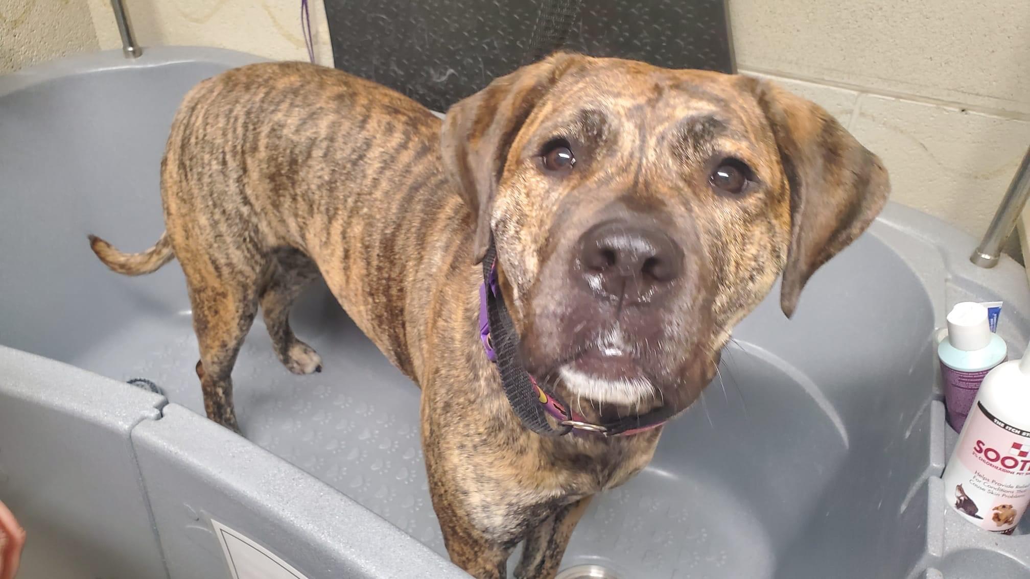 Enlarge Willow, an adoptable Presa Canario in Caledon, ON image 2/6