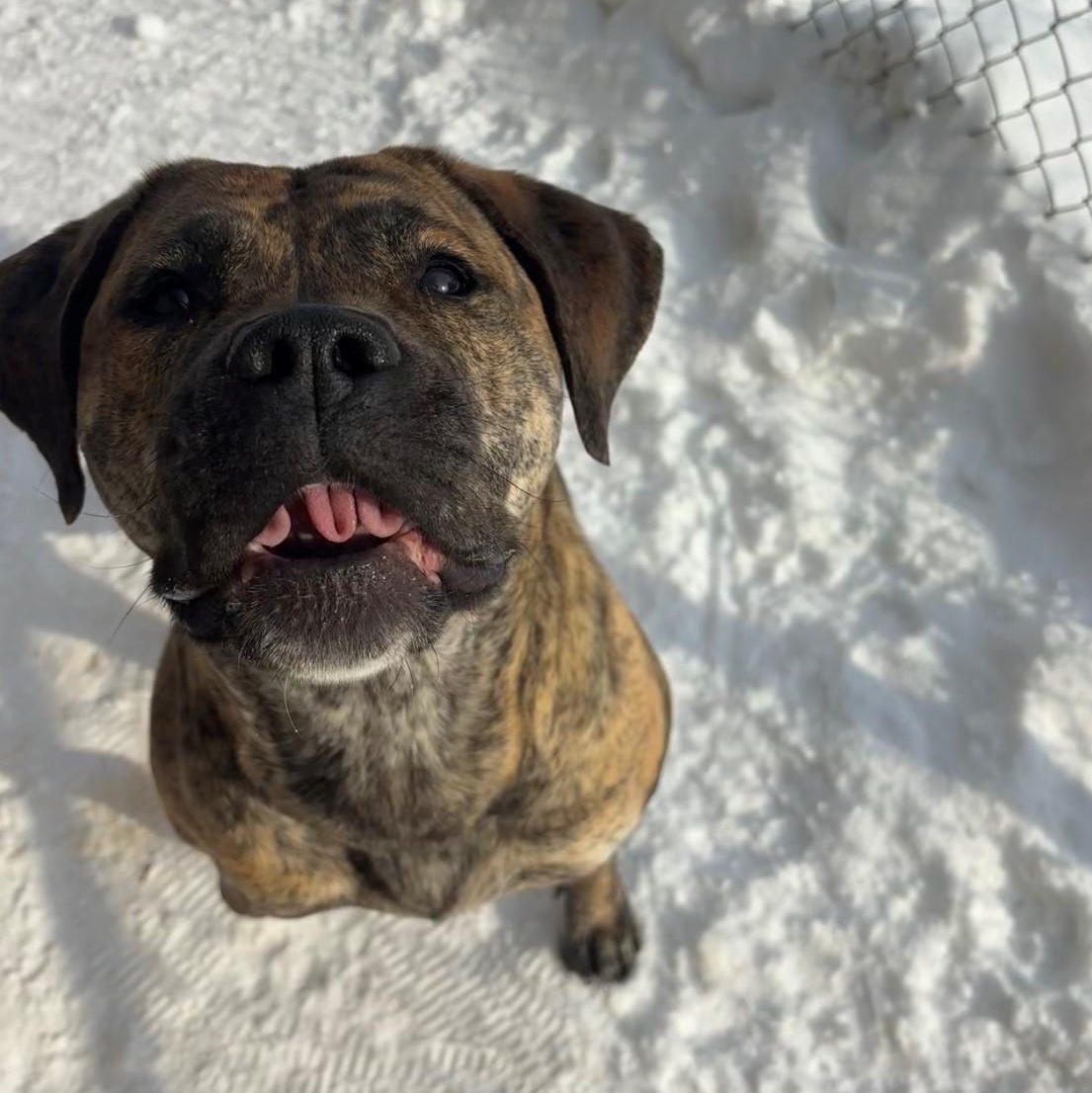 Enlarge Willow, a Adoptable Presa Canario in Caledon, ON image 3/6