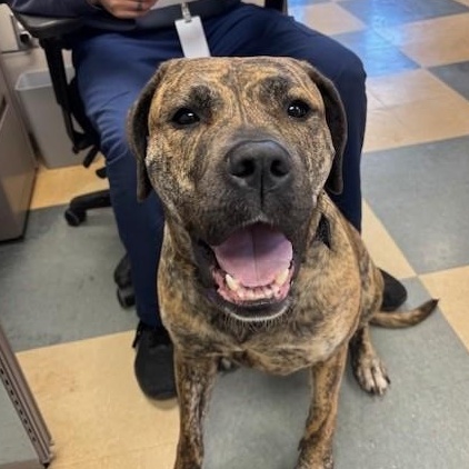 Willow, adoptable, Adult Female Presa Canario.