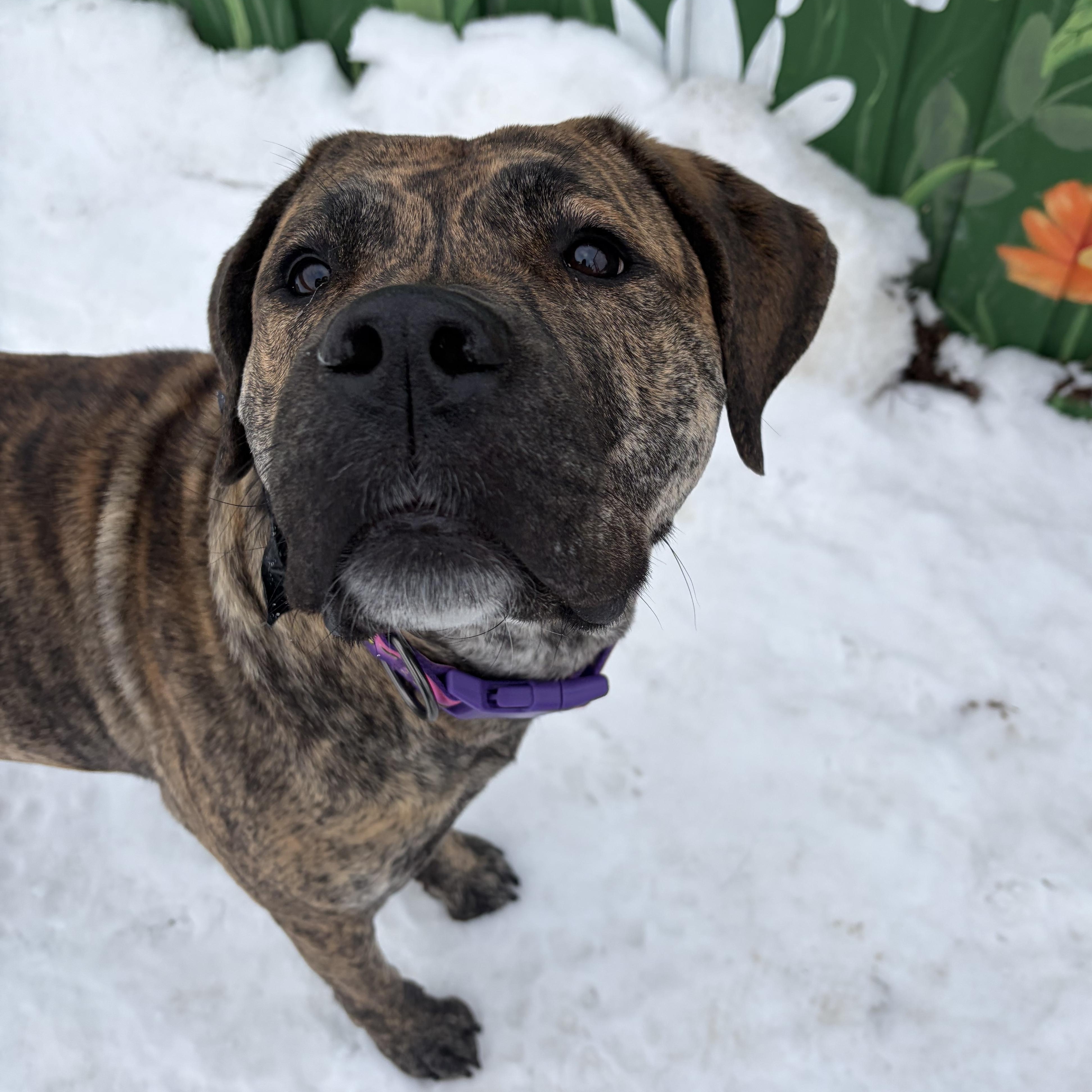 Enlarge Willow, a Adoptable Presa Canario in Caledon, ON image 4/6