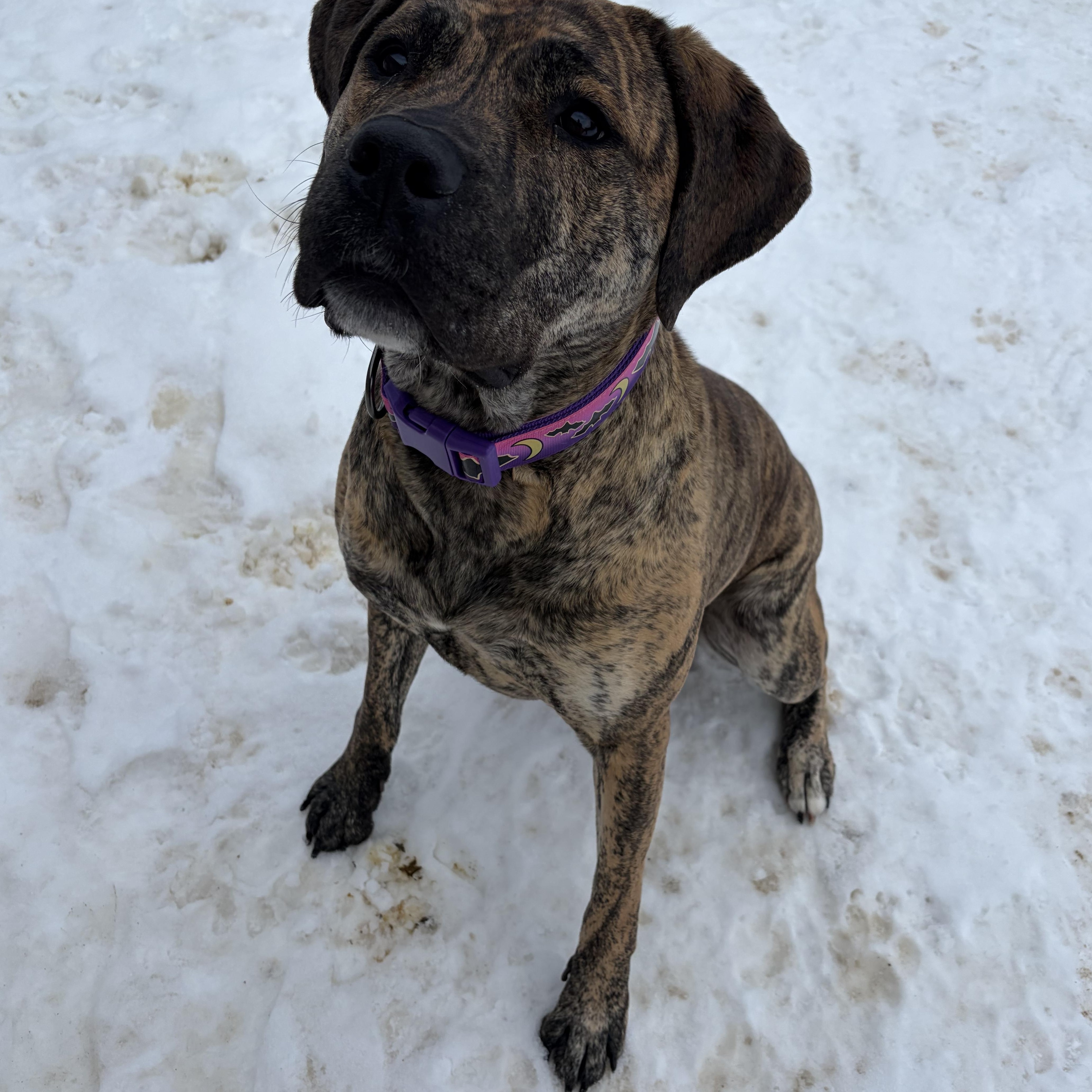 Enlarge Willow, a Adoptable Presa Canario in Caledon, ON image 2/6