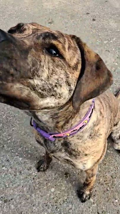 Enlarge Willow, an adoptable Presa Canario in Caledon, ON video 3/6
