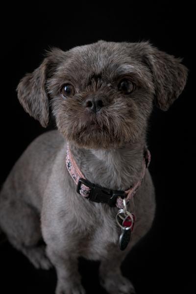 Enlarge Maggie, an adopted mixed breed in Vaudreuil-Dorion, QC image 1/4