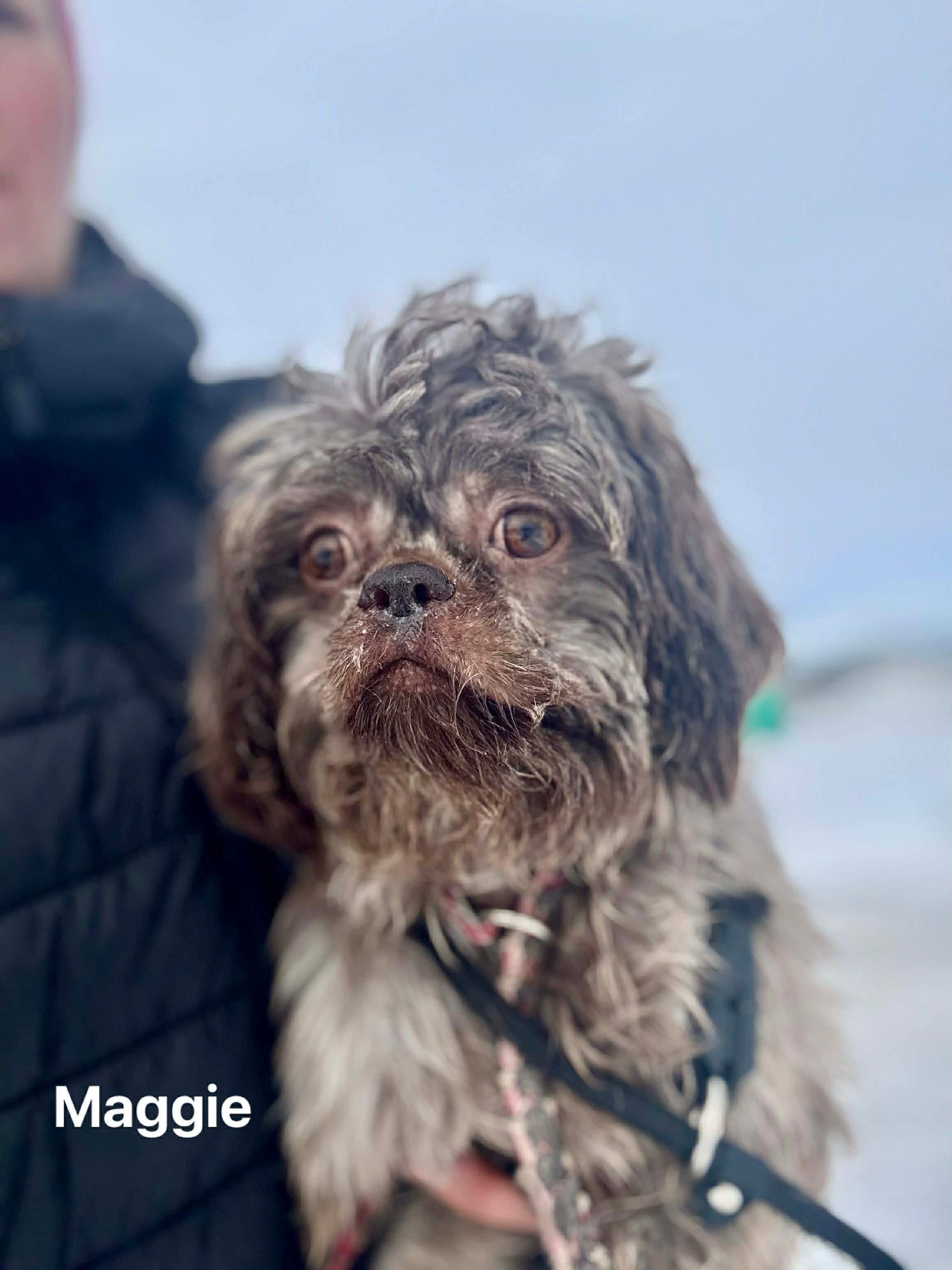 Enlarge Maggie, a Adoptable mixed breed in Vaudreuil-Dorion, QC image 2/2