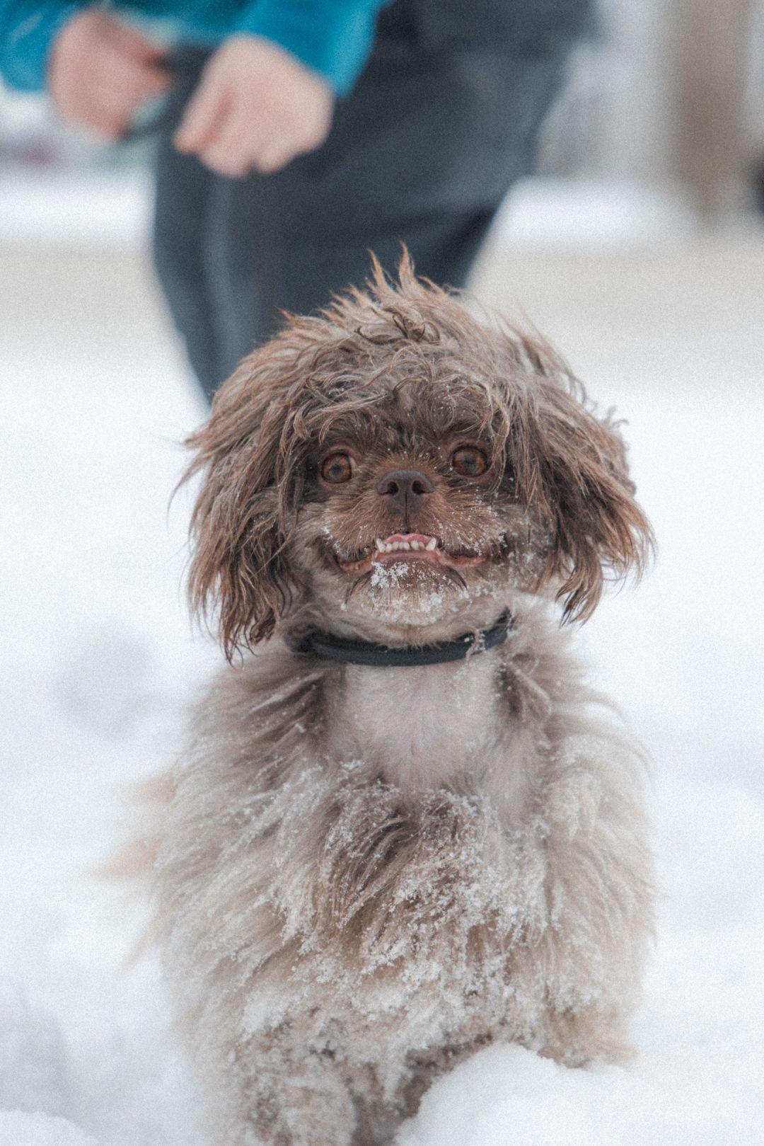Enlarge Maggie, a Adoptable mixed breed in Vaudreuil-Dorion, QC image 1/5