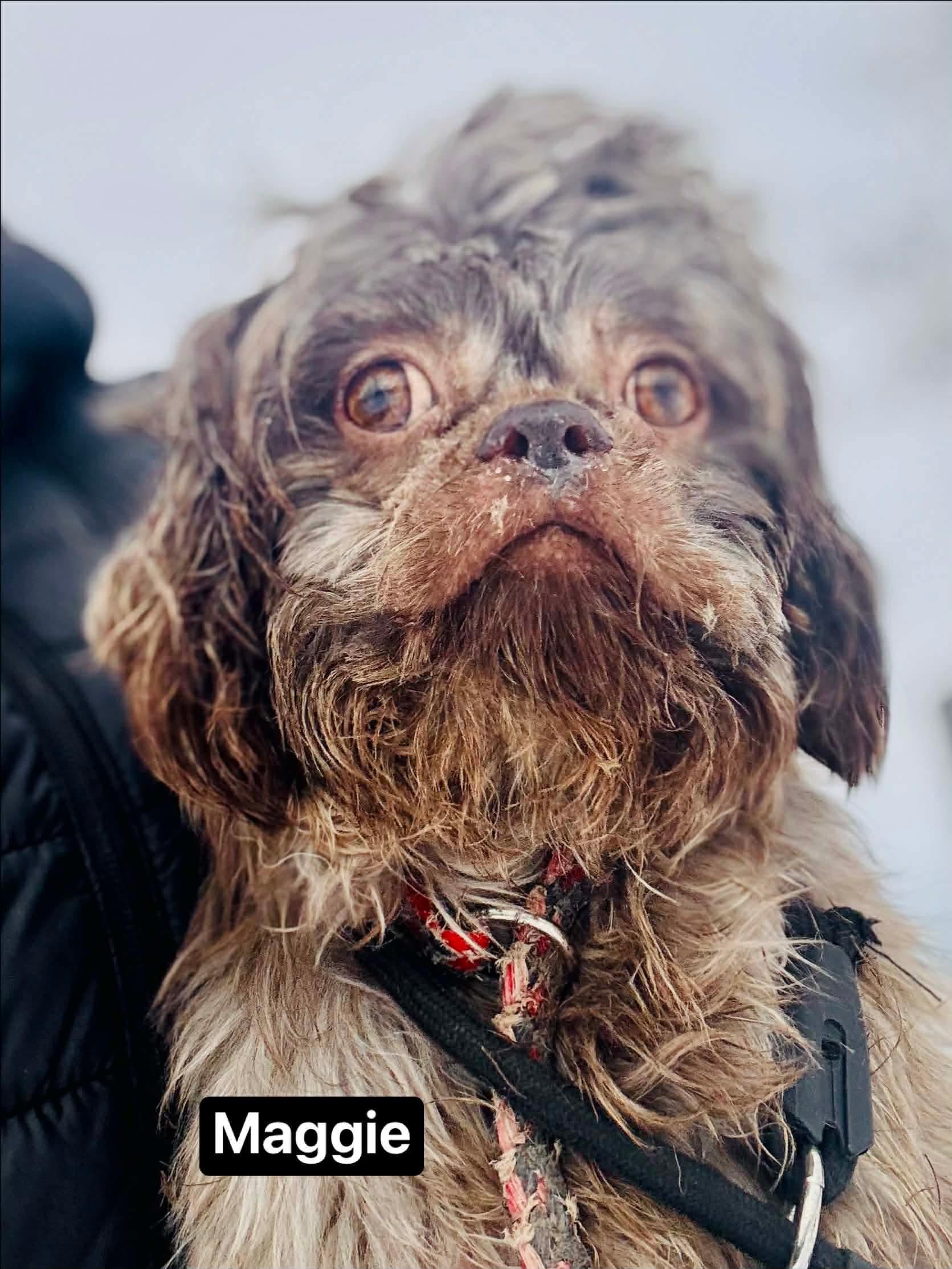 Maggie, Adoptable, Adult Female Shih Tzu.