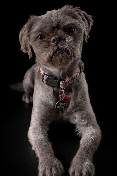 Enlarge Maggie, an adopted mixed breed in Vaudreuil-Dorion, QC image 3/4