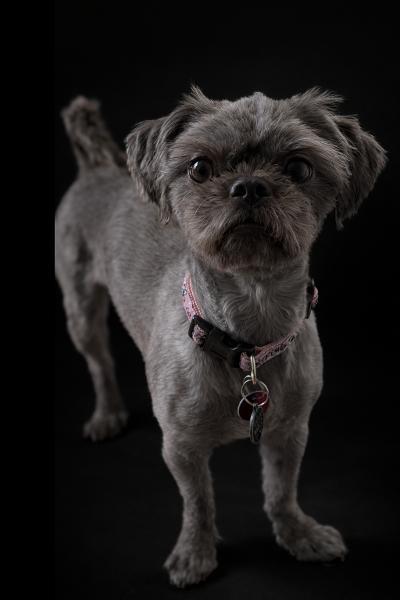 Enlarge Maggie, an adopted mixed breed in Vaudreuil-Dorion, QC image 4/4