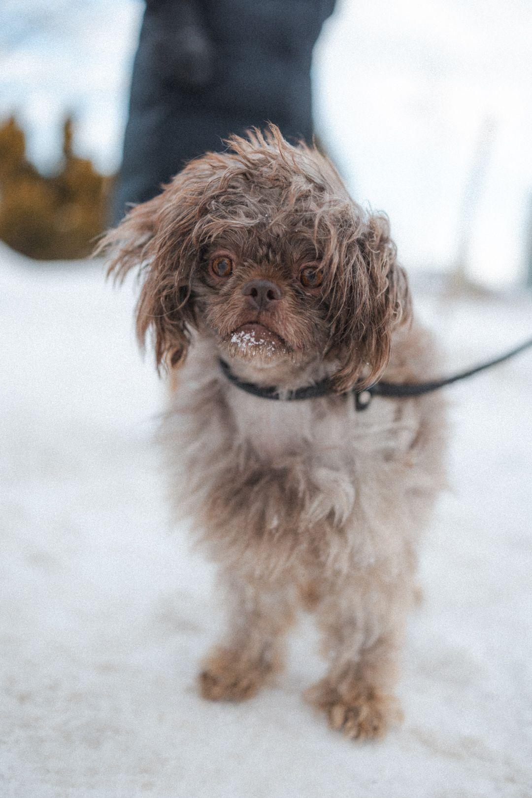 Enlarge Maggie, a Adoptable mixed breed in Vaudreuil-Dorion, QC image 4/5