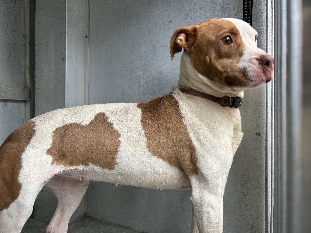 Emma, Adoptable, Young Female Mixed Breed.
