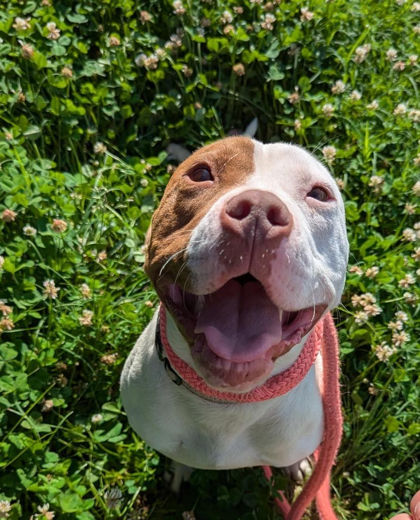 Enlarge Emma, a Adoptable mixed breed in Oxford, NC image 2/2