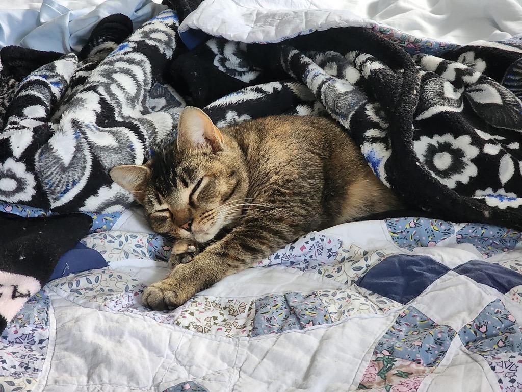 Autumn, Adoptable, Adult Female Domestic Short Hair.