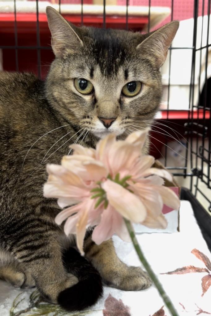 Enlarge Autumn, a Adoptable mixed breed in Ballwin, MO image 2/6