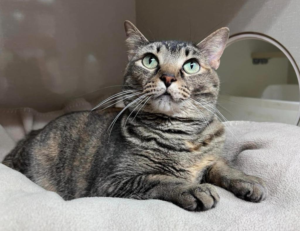 Enlarge Autumn, a Adoptable mixed breed in Ballwin, MO image 3/6